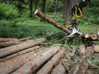 17.8.2016 - Lubadar - sanacija po&scaron;kodovanih gozdov zaradi epidemije lubadarja - sečnja in spravilo po&scaron;kodovanega lesa - podrta - polomljena drevesa - gozdovi - gozd - les - hlodovina -&nbsp; gozdarstvo - &nbsp;&nbsp;&nbsp;&nbsp;//FOTO: Luka Cjuha.