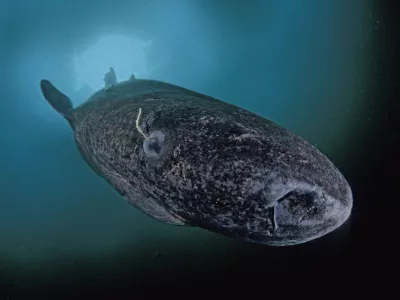 Morski pes pod letom. Živi lahko več kot 270 let. / Foto: Profimedia