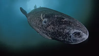 Morski pes pod letom. Živi lahko več kot 270 let. / Foto: Profimedia