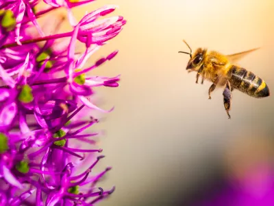 Simbolična slika čebele med nabiranjem medu. / Foto: Istock