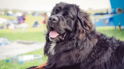 Image: 996005279, License: Royalty-free, Restrictions:, Model Release: no