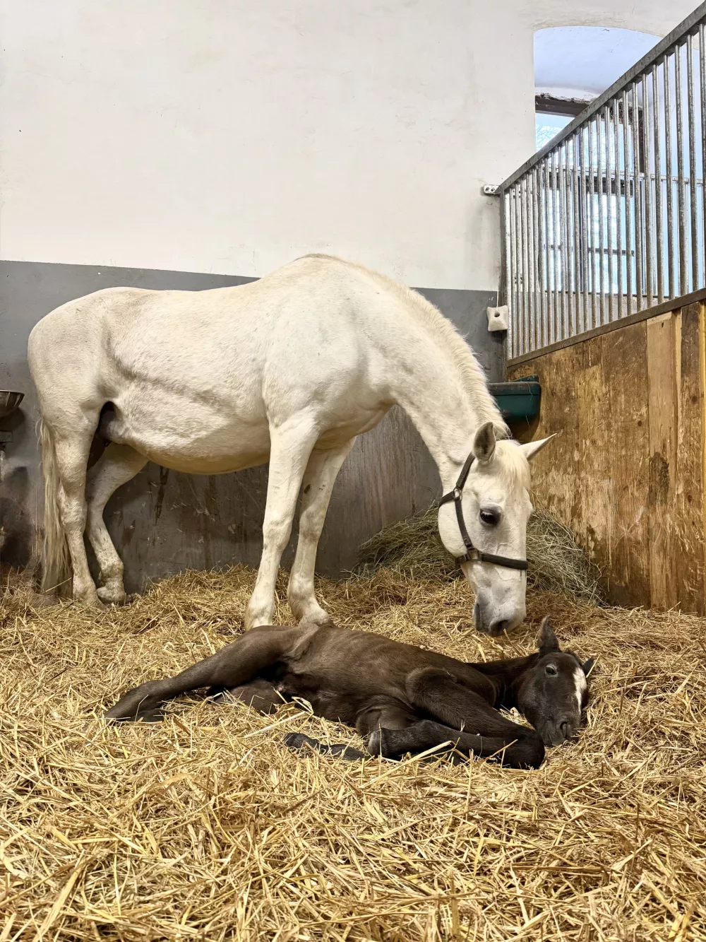 Kmalu po rojstvu je ob skrbnem varstvu svoje matere že naredila svoje prve korake in radovedno začela raziskovati svet okoli sebe, Foto: kobilarna Lipica
