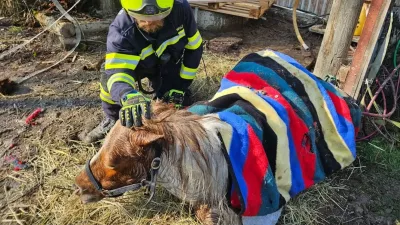 Žival je bila premražena. / Foto: Gasilci Iz Oberrohrbacha