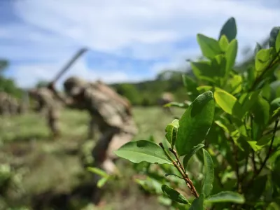 Bolivian soldiers destroy coca plants as part of an eradication program of surplus coca leaf, as the country resumes operational cooperation with the U.S. Drug Enforcement Administration (DEA) after a 17-year absence, in a move that the government says is part of a broader, multinational strategy to combat organized crime, in Chimore, Chapare, Bolivia March 5, 2026. REUTERS/Claudia Morales