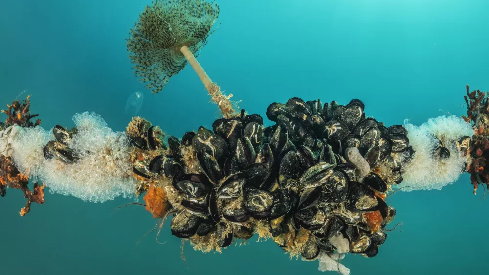 &Scaron;koljke klapavice obra&scaron;čene s pla&scaron;čarjem rodu Clavellina. Foto: Borut Furlan