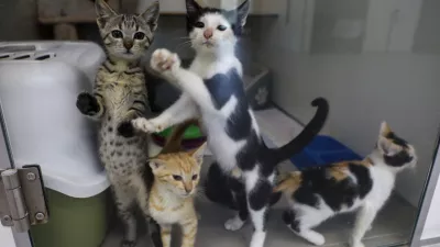 15.07.2025 - Zavetišče za zapuščene živali Ljubljana, GmajniceFoto: Luka Cjuha