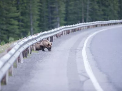 Inženirski pristop k upravljanju s prostorom moramo dopolniti z empatijo&nbsp;do drugih živih bitij, s katerimi si delimo planet. / Foto: Getty Images