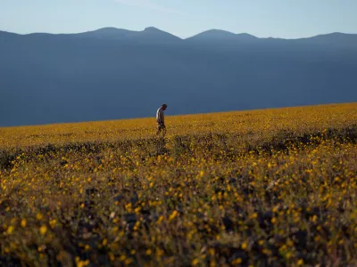 A person walks in a field of wildflowers during a superbloom, Saturday, March 7, 2026, in Death Valley National Park, Calif. (AP Photo/John Locher)