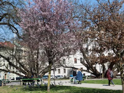 24.03.2026 -simbolična fotografija - pomla, Miklo&scaron;ičev parkFoto: Tomaž Skal / Foto: Tomaž Skale