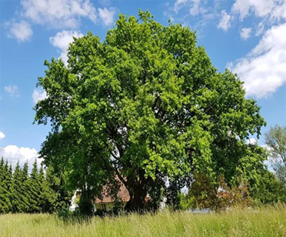 Finalist za drevo 2025: Hrast na nasipu med Barjansko cesto, Malim grabnom in Opekarsko ulico, 