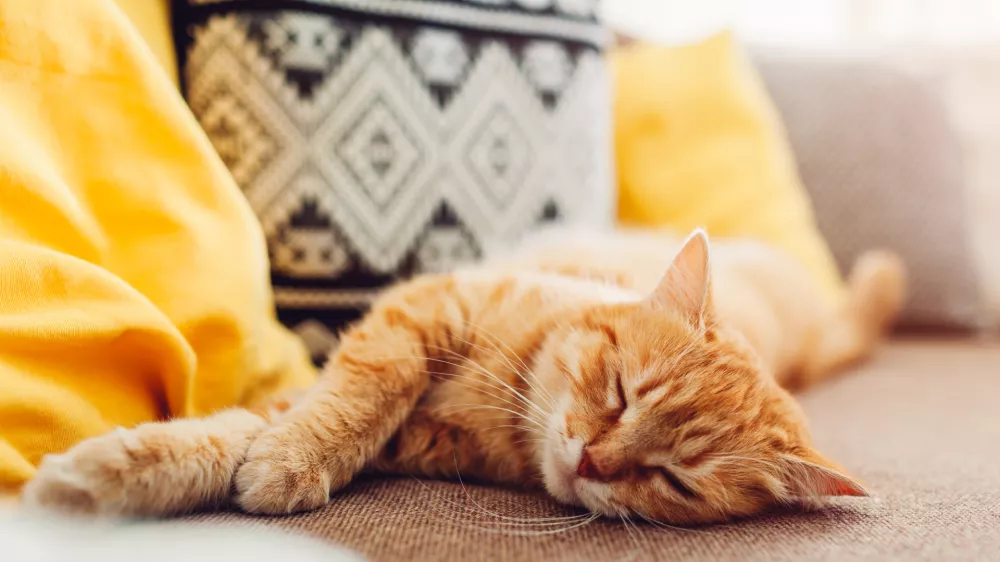 Mačke najraje spijo takole. / Foto: Istock