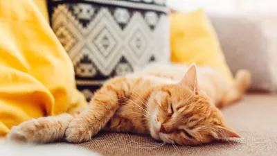 Mačke najraje spijo takole. / Foto: Istock