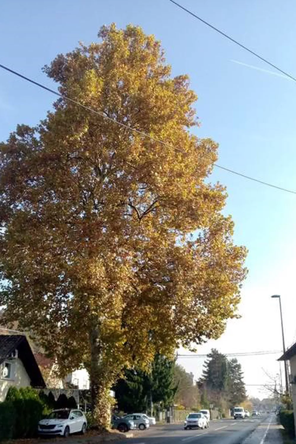 Naj drevo leta 2025: javorolistna platana na Dunajska cesta 335