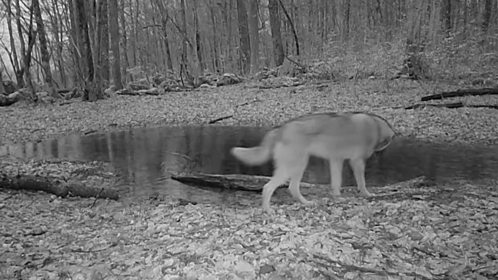 Foto: zajem zaslona YT