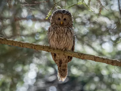 Najstarej&scaron;a kozača pri nas &scaron;teje kar devetnajst let. / Foto: Rok &Scaron;tirn
