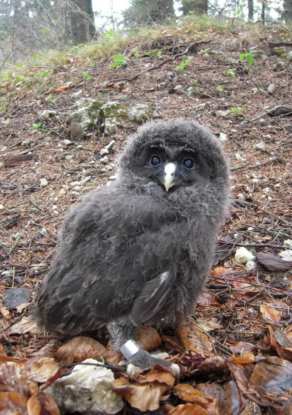 Črn mladič kozače. / Foto: Al Vrezec
