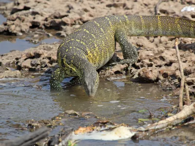 Nilski varan izvira iz delte reke Nil v podsaharski Afriki in&nbsp;za hi&scaron;ne ljubljenčke&nbsp;niso primerni, saj se nikoli zares ne umirijo. / Foto:&nbsp;Getty Images