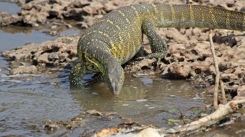 Nilski varan izvira iz delte reke Nil v podsaharski Afriki in&nbsp;za hi&scaron;ne ljubljenčke&nbsp;niso primerni, saj se nikoli zares ne umirijo. / Foto:&nbsp;Getty Images