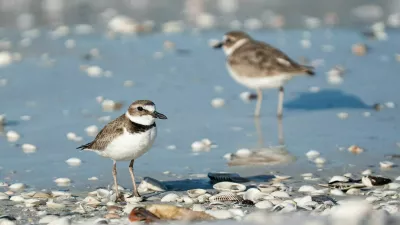 Wilson?s Plovers hang out on Dickman?s Island in Collier County on Wednesday, March 11, 2026. Dickman?s Island is in the Ten Thousand Islands National Wildlife Sanctuary. It is coming up on nesting season for shorebirds including the Wilson?s plovers and Audubon Florida is asking visitors to be aware of the small birds that nest on SWFL beaches. Parts of the island was getting staked out to create undisturbed room for the nesting birds