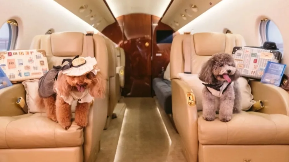 Takole udobno lahko letijo celo pot. / Foto: Singapaw Air