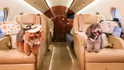 Takole udobno lahko letijo celo pot. / Foto: Singapaw Air