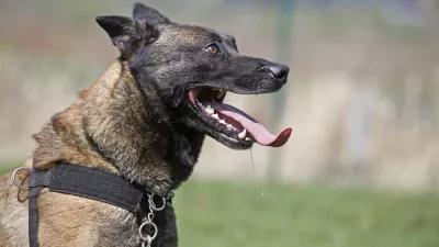 službeni pes- Policija - Oddelek za &scaron;olanje službenih psov Policijske akademije Gmejnice 34 - pasja &scaron;ola   //FOTO: Luka Cjuha