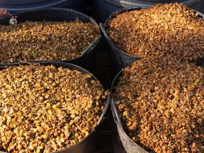 buckets full of grape bagasse fresh from the press that squeezed the must