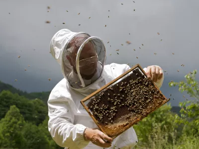 Ivan Atel&scaron;ek, čebelar s Povirja pri Divači - Čebelarstvo - čebelarji - čebele - za&scaron;čitna obleka proti pikom čebel- Medonosna čebela, živi v družbeni skupnosti imenovana čebelja družina. V družini je le ena plodna samica - matica, ki leže jajčeca za razplod družine. Večino članov družine predstavljajo neplodne samice &ndash; delavke. V družini jih je več 10.000. Običajno čebelje družine &scaron;tejejo med 40.000 in 100.000 čebel. V panju sredi sezone je nekaj 100 ali celo več 1000 samcev &ndash; trotov. - Čebele gnezdijo na satju, ki ga same zgrade. Čebele uporabljajo satje za vzrejo zalege in skladi&scaron;čenje hrane. Na vrhu satja je običajno skladi&scaron;čen med, pod njim, proti sredini satja je skladi&scaron;čen cvetni prah, na sredini in spodaj pa čebele vzrejajo zalego. Zrel med čebele pokrijejo z vo&scaron;čenimi pokrovci. Ličinke odra&scaron;čajo v odprtih celicah, preden pa se zabubijo in preobrazijo v odrasle čebele, jih čebele zaprejo v celice s poroznimi pokrovci. Razvoj od jajčeca do odrasle čebele traja 21 dni. Trotje se razvijajo počasneje, matice pa hitreje. Odrasle čebele živijo v sezoni le 6-8 tednov, čez zimo pa tudi do pol leta. Trotje živijo v družini le v času rojenja čebel, matice pa lahko preživijo več let. //FOTO: Jaka AdamičOPOMBA: ZA OBJAVO V PRILOGI &ndash; DNEVNIKOV OBJEKTIV - REPORTAŽA O ČEBELAH