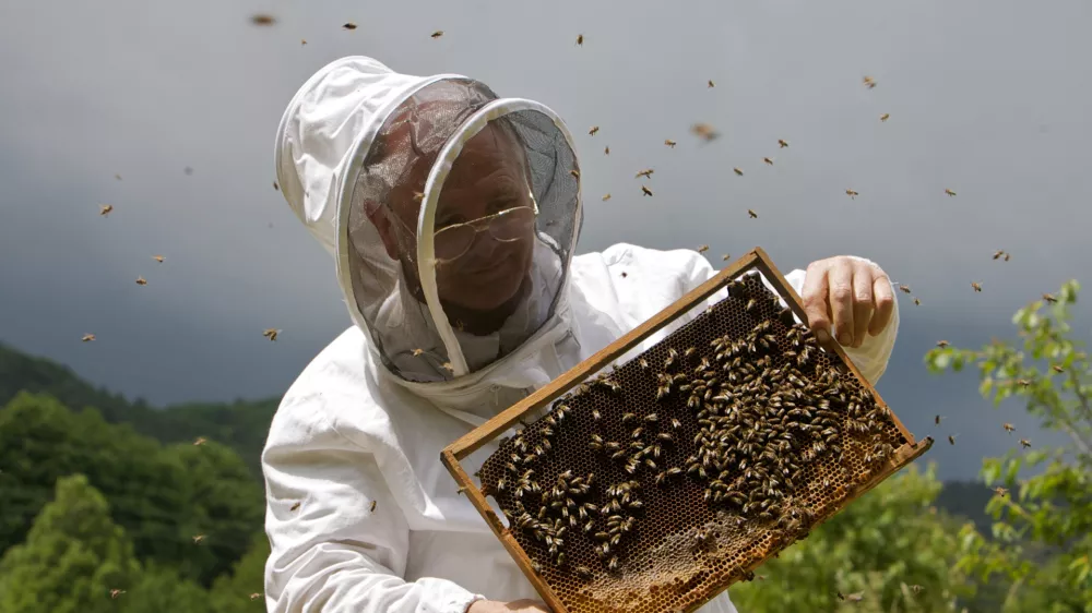 Ivan Atel&scaron;ek, čebelar s Povirja pri Divači - Čebelarstvo - čebelarji - čebele - za&scaron;čitna obleka proti pikom čebel- Medonosna čebela, živi v družbeni skupnosti imenovana čebelja družina. V družini je le ena plodna samica - matica, ki leže jajčeca za razplod družine. Večino članov družine predstavljajo neplodne samice &ndash; delavke. V družini jih je več 10.000. Običajno čebelje družine &scaron;tejejo med 40.000 in 100.000 čebel. V panju sredi sezone je nekaj 100 ali celo več 1000 samcev &ndash; trotov. - Čebele gnezdijo na satju, ki ga same zgrade. Čebele uporabljajo satje za vzrejo zalege in skladi&scaron;čenje hrane. Na vrhu satja je običajno skladi&scaron;čen med, pod njim, proti sredini satja je skladi&scaron;čen cvetni prah, na sredini in spodaj pa čebele vzrejajo zalego. Zrel med čebele pokrijejo z vo&scaron;čenimi pokrovci. Ličinke odra&scaron;čajo v odprtih celicah, preden pa se zabubijo in preobrazijo v odrasle čebele, jih čebele zaprejo v celice s poroznimi pokrovci. Razvoj od jajčeca do odrasle čebele traja 21 dni. Trotje se razvijajo počasneje, matice pa hitreje. Odrasle čebele živijo v sezoni le 6-8 tednov, čez zimo pa tudi do pol leta. Trotje živijo v družini le v času rojenja čebel, matice pa lahko preživijo več let. //FOTO: Jaka AdamičOPOMBA: ZA OBJAVO V PRILOGI &ndash; DNEVNIKOV OBJEKTIV - REPORTAŽA O ČEBELAH