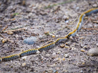 pest of pine processionary caterpillar in pine forests