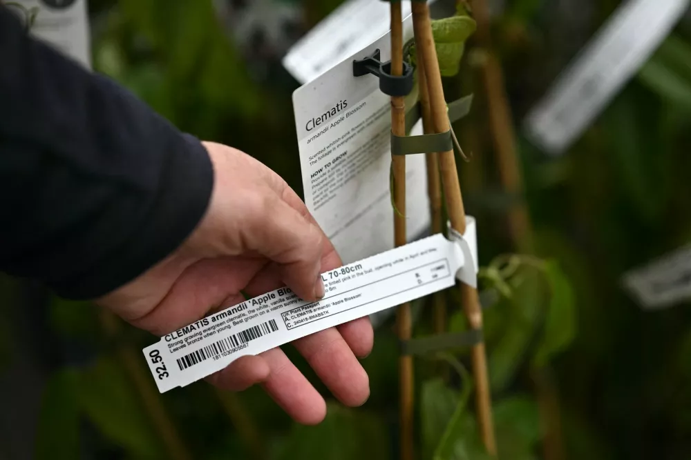 A worker attach a Plant Passports to plants imported from Europe, at Provender Nurseries in Swanley, south east England, on April 26, 2024. Yuccas from Spain, rhododendrons from Germany or hazel trees from Netherlands, around 20% of flowers sold in the UK come from Europe. The British horticulture, Provender nursery, fears the new post-Brexit border controls on animal and plant based products, that will be implemented on April 30, 2024.,Image: 868835614, License: Rights-managed, Restrictions: TO GO WITH AFP STORY BY OLIVIER DEVOS, Model Release: no / Foto: Profimedia