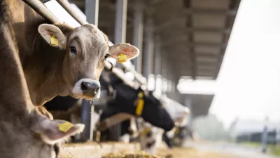 Curious cow looking to the camera at cattle farm. / Foto: Smederevac Getty Images/istockphoto