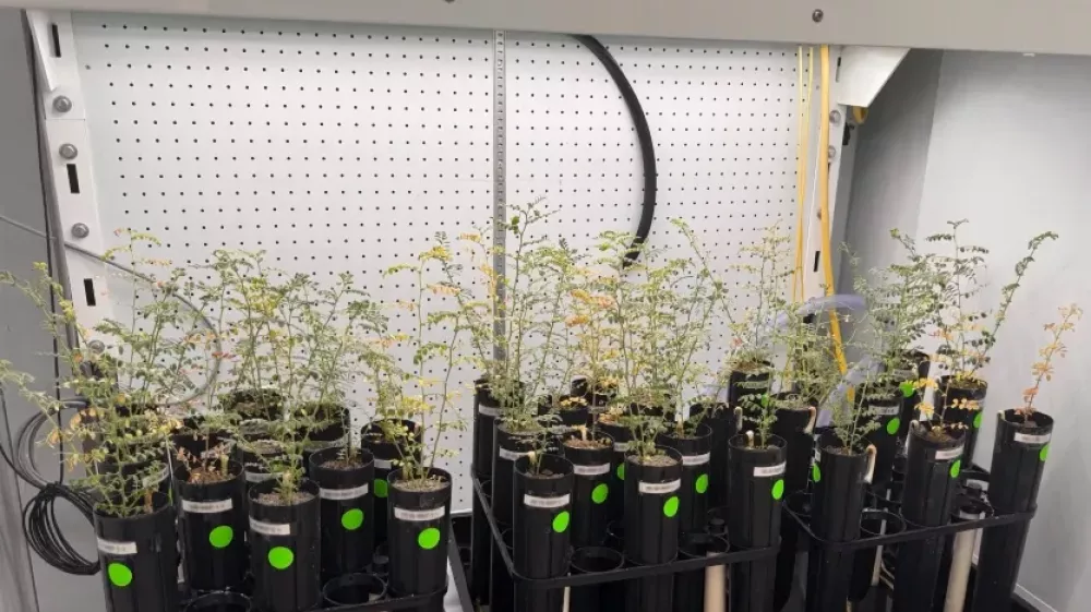 Čičerika je uspela zrasti v posebnih pogojih. Foto: zajem zaslona