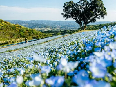 Hitachi Seaside Park