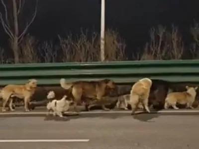 Kužki so se skupaj opdravili na dolgo pot domov. 