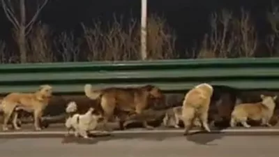 Kužki so se skupaj opdravili na dolgo pot domov. 