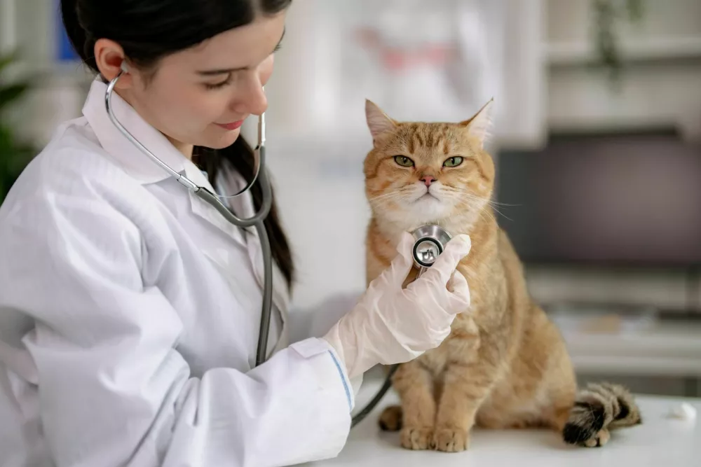 Veterinarian examines a cute little cat at the animal hospital. / Foto: Panupong Piewkleng