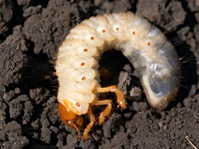 Ličinka majskega hro&scaron;ča. Slika je simbolična. / Foto: Istock