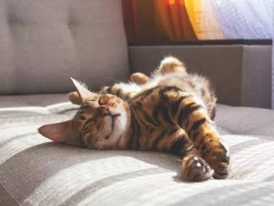 Amazing domestic bengal cat with spotted fur lying on sofa and smiling In her sleep. Cat's dreams. / Foto: Anna Derzhina