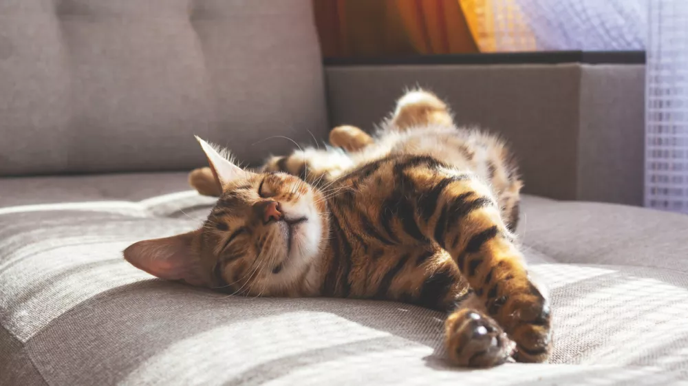 Amazing domestic bengal cat with spotted fur lying on sofa and smiling In her sleep. Cat's dreams. / Foto: Anna Derzhina