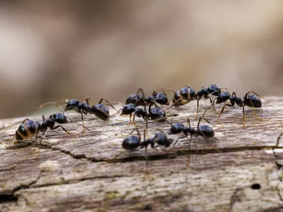 Black garden ants (Lasius niger), Germany, Europe,Image: 1003176853, License: Royalty-free, Restrictions:, Model Release: no