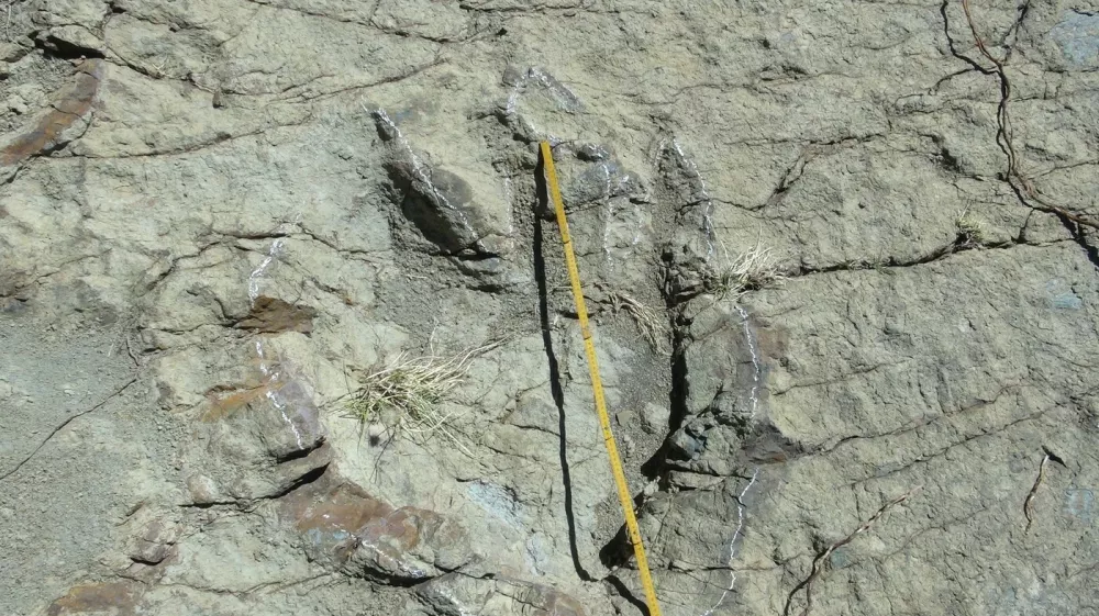 A 1.2-metre diameter footprint of a dinosaur found in Maragua Marka Quila Quila, 64 km northeast of Sucre, Bolivia, on August 8, 2016. According to palaeontologists, the footprint belongs to an abelisauroid theropod dinosaur that lived 80 million years ago.,Image: 296977053, License: Rights-managed, Restrictions:, Model Release: no
