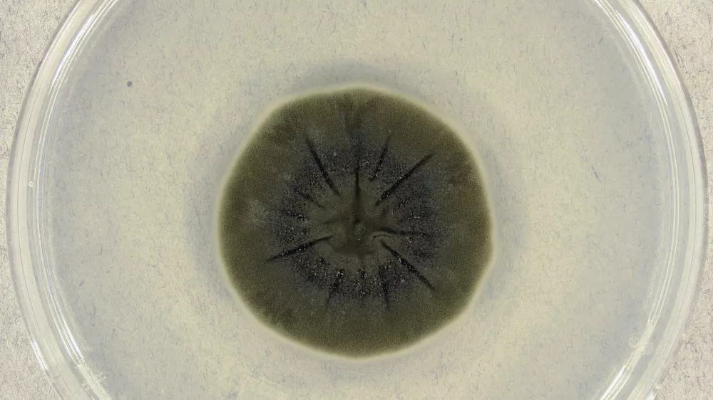 Cladosporium sphaerospermum v laboratoriju po 14 dneh inkubacije.