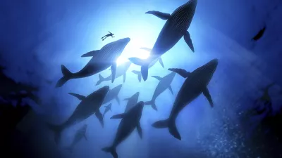 Humpback Whale Migration