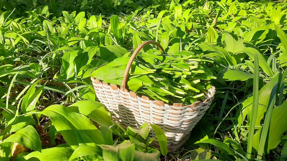 čemaž nabiranje / Foto: Tina Jereb