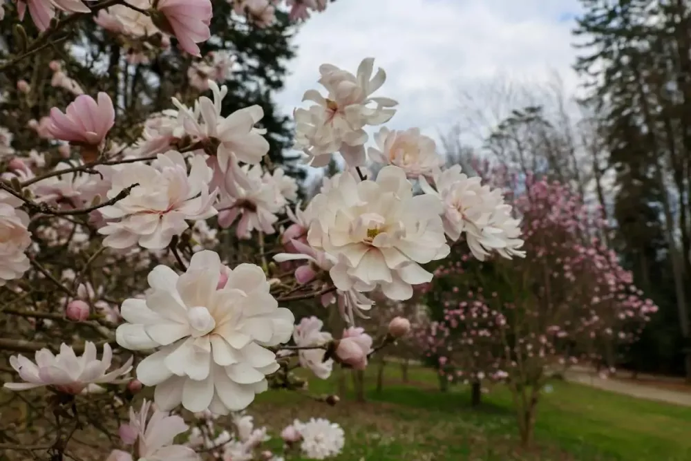 Pogled na cvetoča drevesa. / Foto: Klara Kopač