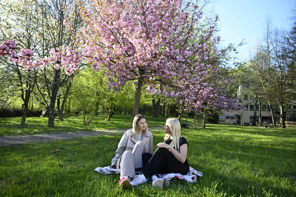 08.04.2026 Hanami Festival 2026 - praznik cvetenja japonskih če&scaron;enj - Biotehni&scaron;ka fakulteta UL, Oddelek za gozdarstvo UL BF..FotoNik Erik Neubauer..