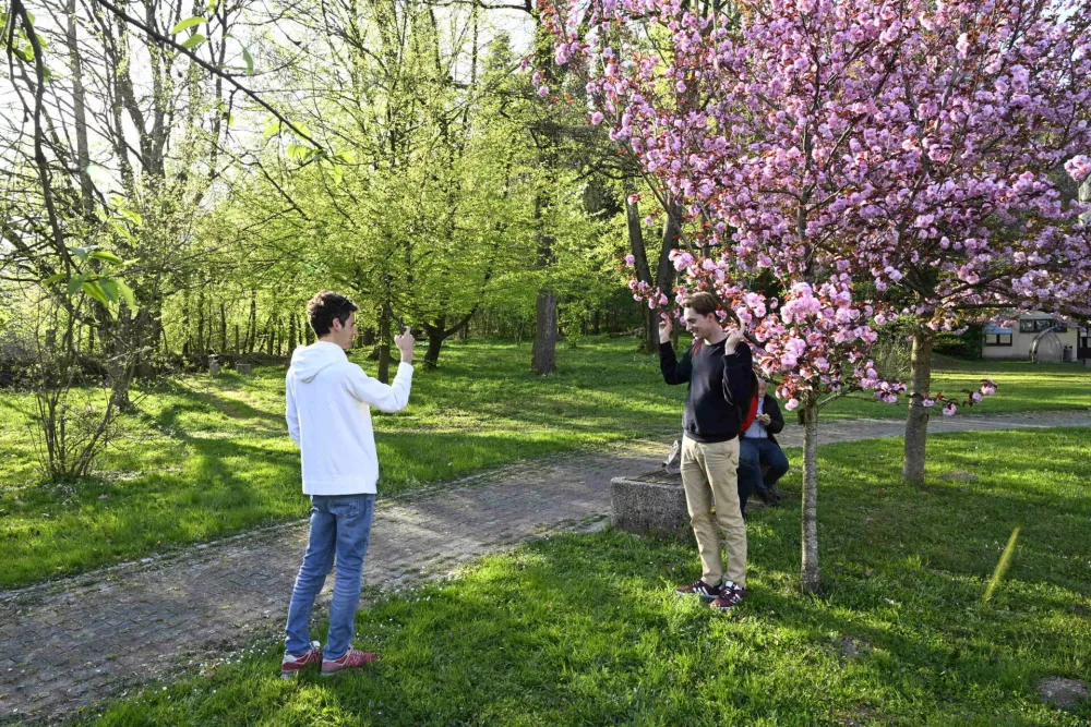 08.04.2026 Hanami Festival 2026 - praznik cvetenja japonskih če&scaron;enj - Biotehni&scaron;ka fakulteta UL, Oddelek za gozdarstvo UL BF..FotoNik Erik Neubauer..