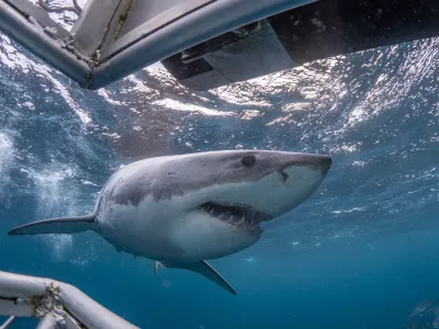 Pogled pod vodo. Slika je simbolična, morski pes na sliki pa je ista vrsta kot tisti, ki je bil opažen te dni.