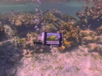 Pozor, ptič pod vodo! / Foto: Zajem Zaslona/instagram